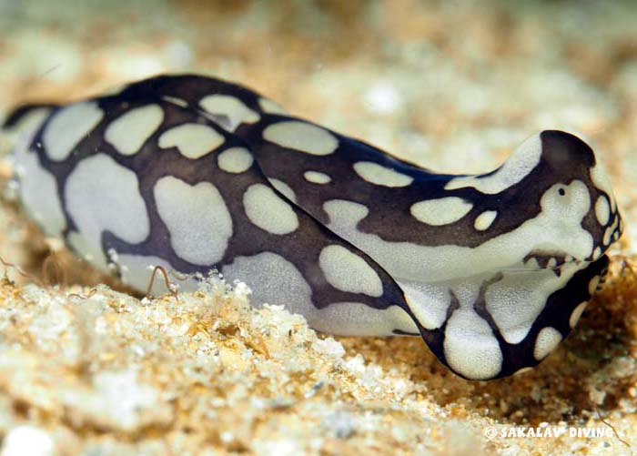 nudibranches Nosy Be Madagascar